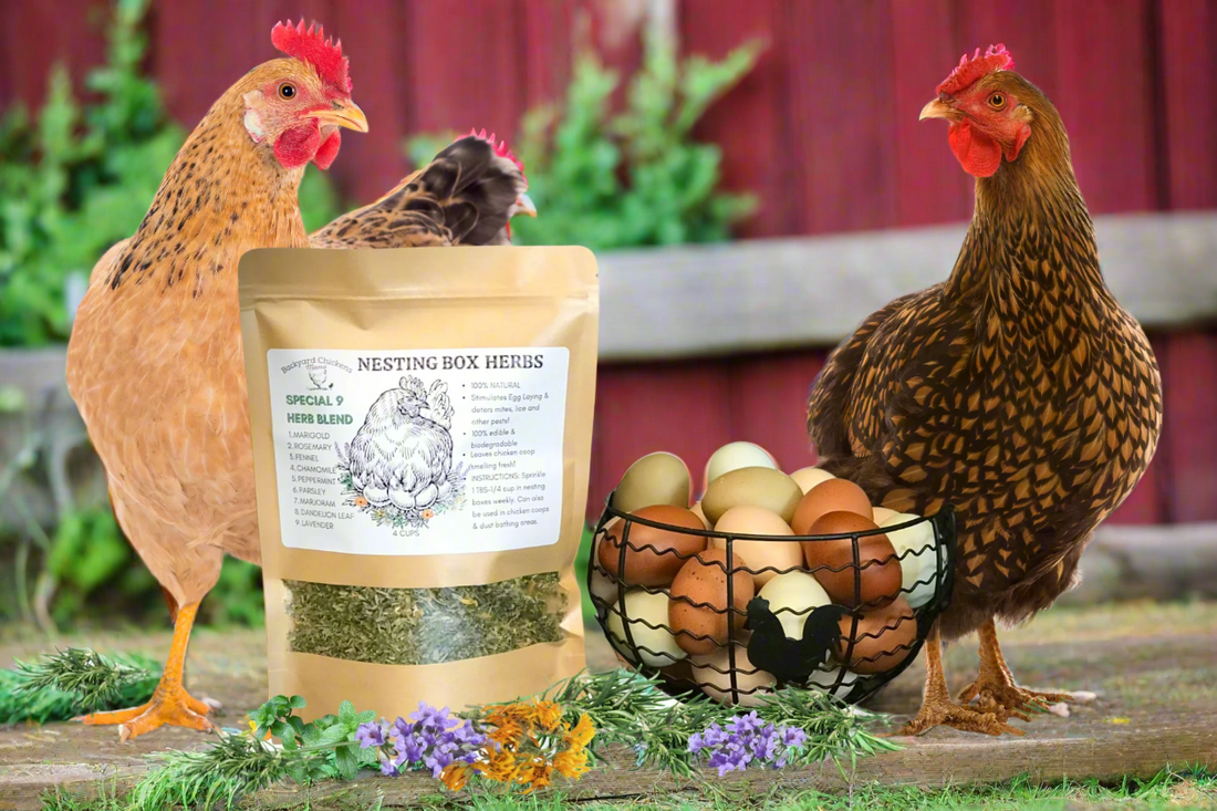 How Nesting Box Herbs Can Improve Egg Production & Chicken Health
