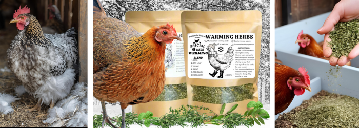 6 Best Warming Herbs for Chickens