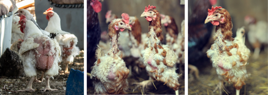 Best Herbs for Molting Chickens to Regrow Feathers Faster