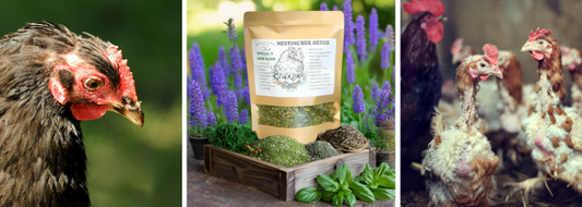 How to Use Nesting Box Herbs for Chicken Mite Prevention