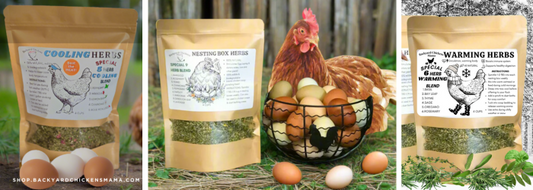 Boost Your Flock's Health with Immunity-Supporting Herbs