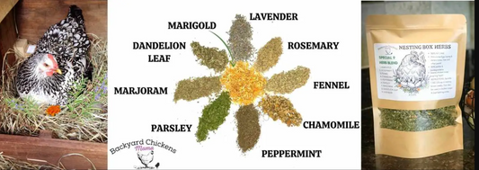 Best Nesting Box Herbs for Chickens
